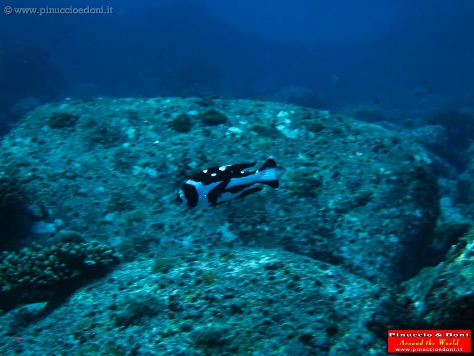 SEYCHELLES - 195 - Aride, Booby Rock Island.jpg